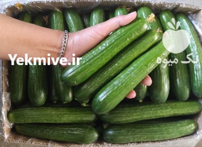 خیار گلخانه ای در یزد در گروه خرید و فروش خیار در یکمیوه -عکس1