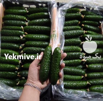 خیار خاردار گلخانه ای یزد در گروه خرید و فروش خیار در یکمیوه -عکس1