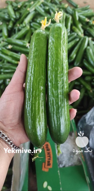 خیار خطی گلخانه ای در یزد در گروه خرید و فروش خیار در یکمیوه -عکس1