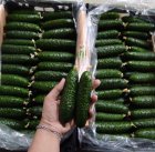 خیار خاردار گلخانه ای یزد در گروه خرید و فروش خیار در یکمیوه