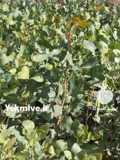 فروش عمده نهال پسته یکساله یزد در مهریز در گروه خرید و فروش نهال پسته در یکمیوه -عکس1