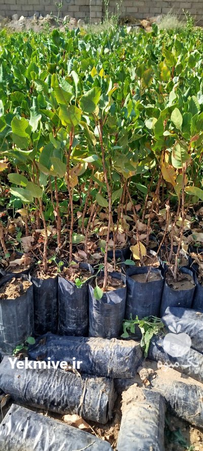 فروش عمده نهال پسته یکساله یزد در مهریز در گروه خرید و فروش نهال پسته در یکمیوه -عکس3