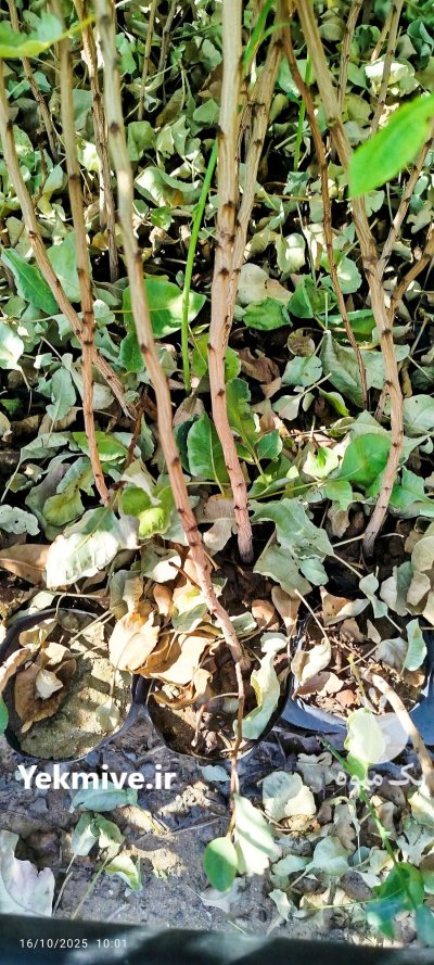 فروش عمده نهال پسته یکساله یزد در مهریز در گروه خرید و فروش نهال پسته در یکمیوه -عکس4