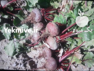 بذر لبو یونیژن ایتالیا در زرقان در گروه خرید و فروش لبو در یکمیوه -عکس1