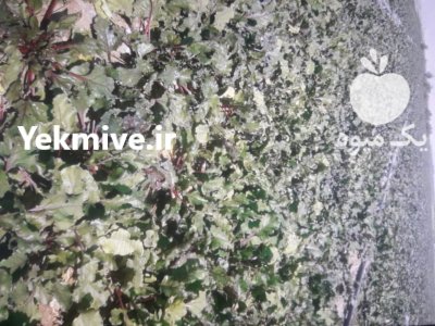 بذر لبو یونیژن ایتالیا در زرقان در گروه خرید و فروش لبو در یکمیوه -عکس2