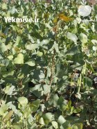 فروش عمده نهال پسته یکساله یزد در مهریز در گروه خرید و فروش نهال پسته در یکمیوه