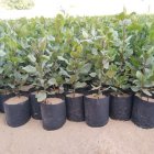 فروش عمده نهال پسته یکساله در کرمان  در گروه خرید و فروش نهال پسته در یکمیوه