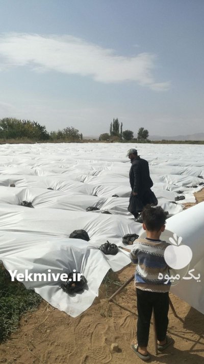 کاور ضد سرما در تاکستان در گروه خرید و فروش توری گلخانه در یکمیوه -عکس1