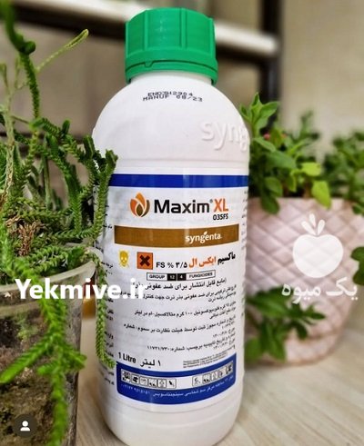 سم قارچ کش ماکسیم ایکس ال در اصفهان در گروه خرید و فروش انواع سم در یکمیوه -عکس1