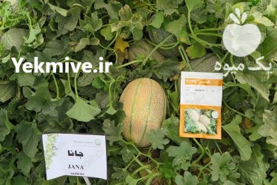 فروش عمده و جزئی بذر ملون در اصفهان در گروه خرید و فروش بذر ملون در یکمیوه -عکس1