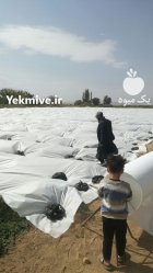 کاور ضد سرما در تاکستان در گروه خرید و فروش توری گلخانه در یکمیوه