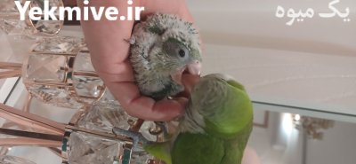 جوجه طوطی کواکر سالم و در مشهد در گروه خرید و فروش انواع پرنده در یکمیوه -عکس1