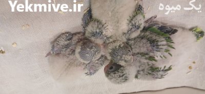 جوجه طوطی کواکر سالم و در مشهد در گروه خرید و فروش انواع پرنده در یکمیوه -عکس2