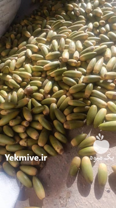 بلوط دامی در شهرکرد در گروه خوراک دام و طیور در یکمیوه -عکس2