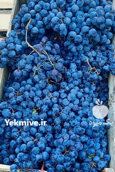 فروشگاه میوه میتاش در تهران در گروه خرید و فروش موز در یکمیوه -عکس4