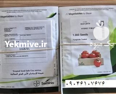 بذر گوجه فرنگی بدرو با بالاترین در مشهد در گروه خرید و فروش بذر گوجه در یکمیوه -عکس1