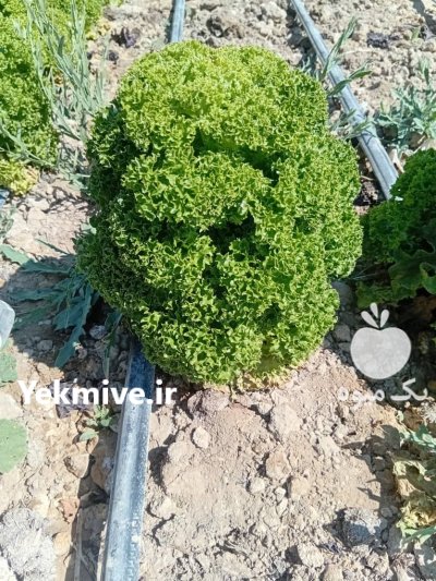 کاهو فرانسوی در مشهد در گروه خرید و فروش کاهو در یکمیوه -عکس1