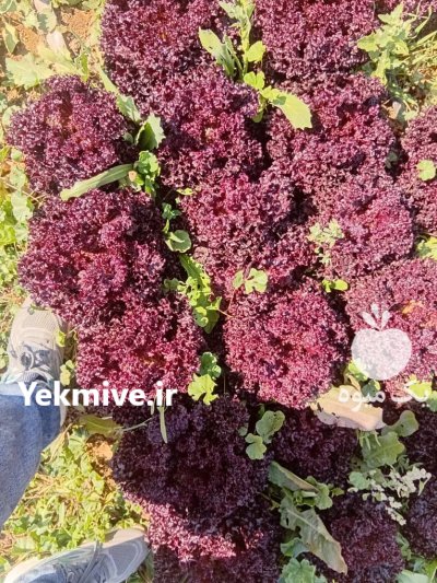 کاهو فرانسوی در مشهد در گروه خرید و فروش کاهو در یکمیوه -عکس3