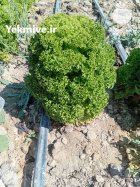 کاهو فرانسوی در مشهد در گروه خرید و فروش کاهو در یکمیوه