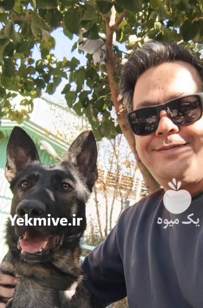 فروش سگ نگهبان ژرمن شپرد شولاین در چهارباغ در گروه سگ و گربه در یکمیوه -عکس1