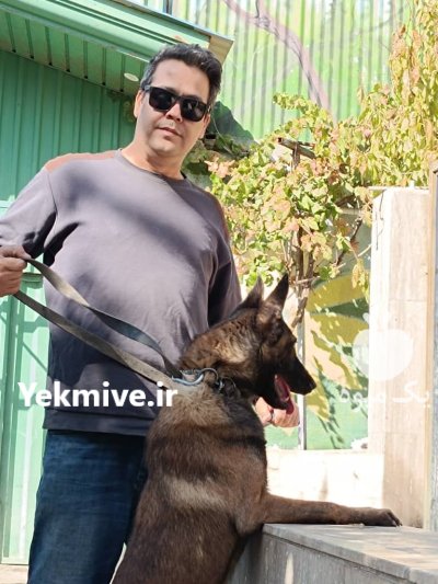 فروش سگ نگهبان ژرمن شپرد شولاین در چهارباغ در گروه سگ و گربه در یکمیوه -عکس2