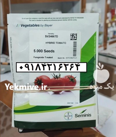 بذر گوجه 2466 عملکرد بالا میوه در جیرفت در گروه خرید و فروش بذر گوجه در یکمیوه -عکس1