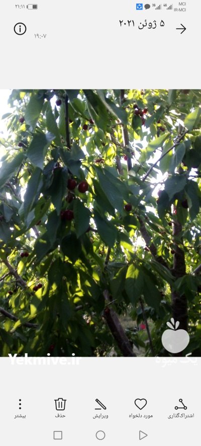 فروش باغ شبستر در تبریز در گروه خرید و فروش باغ و باغچه در یکمیوه -عکس1