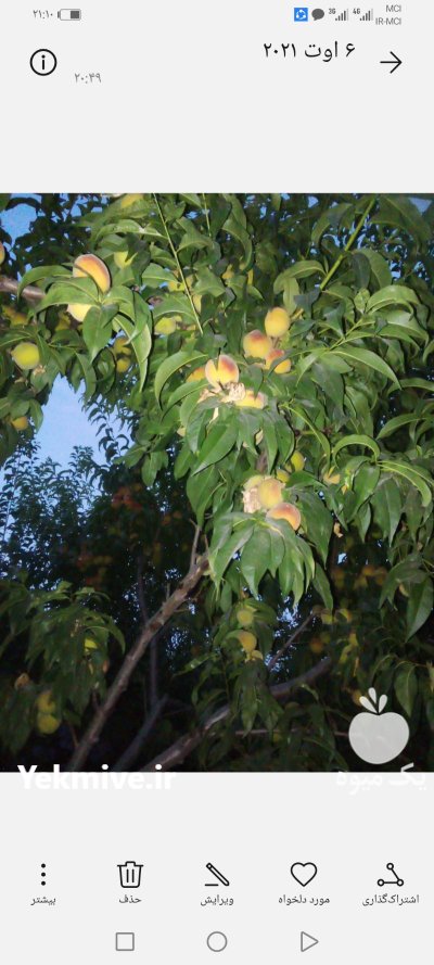 فروش باغ شبستر در تبریز در گروه خرید و فروش باغ و باغچه در یکمیوه -عکس2