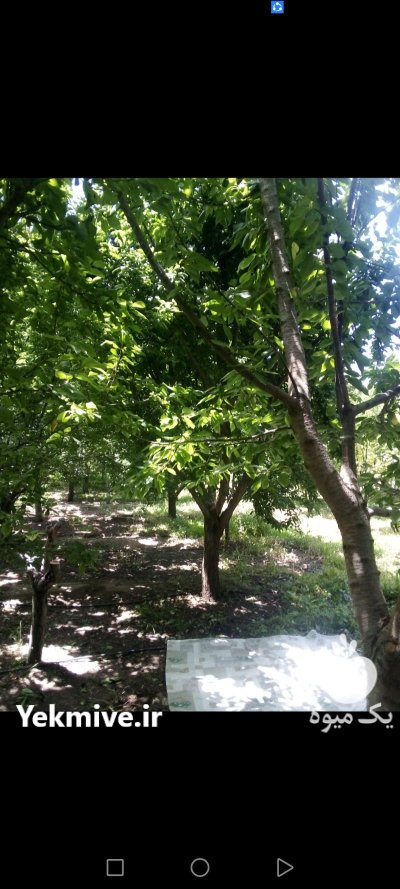 فروش باغ شبستر در تبریز در گروه خرید و فروش باغ و باغچه در یکمیوه -عکس3