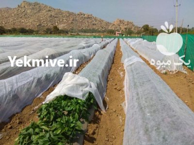 کاور گوجه فرنگی ضد سرمازدگی در گله دار در گروه خرید و فروش انواع پوشش ها در یکمیوه -عکس1