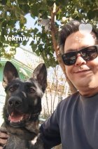 فروش سگ نگهبان ژرمن شپرد شولاین در چهارباغ در گروه سگ و گربه در یکمیوه