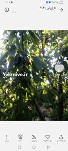 فروش باغ شبستر در تبریز در گروه خرید و فروش باغ و باغچه در یکمیوه