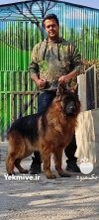 مرکز تخصصی سگ گارد سگ نگهبان در تهران در گروه سگ و گربه در یکمیوه -عکس2