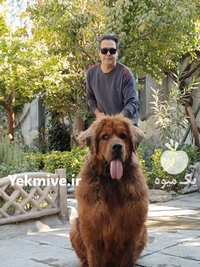 مرکز تخصصی سگ گارد سگ نگهبان در تهران در گروه سگ و گربه در یکمیوه -عکس3