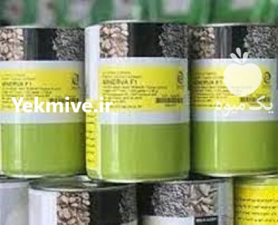 فروش بذر پیاز مینروا با کیفیت در کهنوج در گروه خرید و فروش بذر پیاز در یکمیوه -عکس1