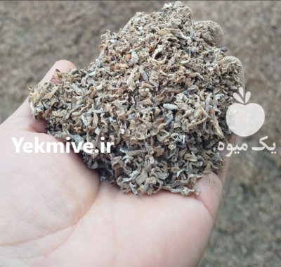 تفاله چغندر در گنبد کاووس در گروه خوراک دام و طیور در یکمیوه -عکس2