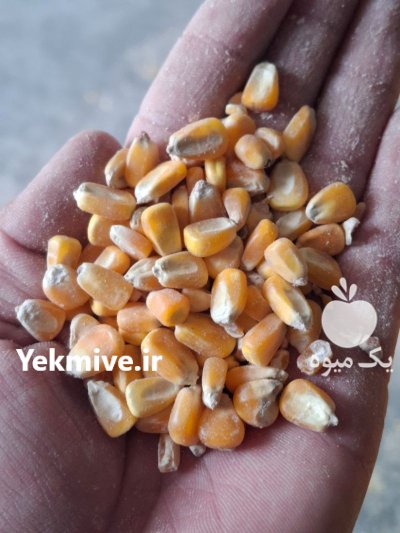 ذرت درجه یک در گنبد کاووس در گروه خرید و فروش ذرت در یکمیوه -عکس1