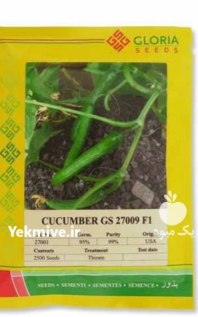 بذر خیار گلوریا 009 در رشت در گروه خرید و فروش بذر خیار در یکمیوه -عکس1
