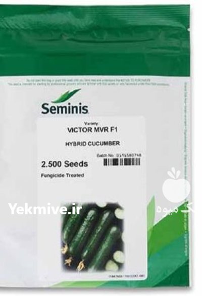 بذر خیار ویکتور سمینیس در هرمزگان در گروه خرید و فروش بذر خیار در یکمیوه -عکس1