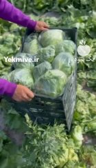 باربارکن محصولات کشاورزی دزفول در خوزستان در گروه بار بارکن محصولات کشاورزی در یکمیوه