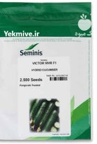 بذر خیار ویکتور سمینیس در هرمزگان در گروه خرید و فروش بذر خیار در یکمیوه