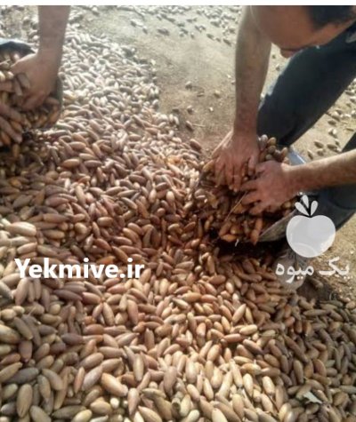 بلوط کوه های زاگرس با تناژ در خرم آباد در گروه خرید و فروش فندق در یکمیوه -عکس1