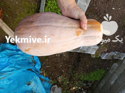 کدو تنبل در ساری در گروه خرید و فروش کدو تنبل در یکمیوه -عکس1