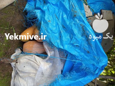 کدو تنبل در ساری در گروه خرید و فروش کدو تنبل در یکمیوه -عکس2