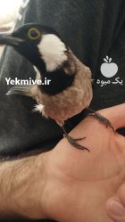 آگهی مشابه بلبل خرما نر مست کاملا دستی در فسا در گروه خرید و فروش انواع پرنده در یکمیوه