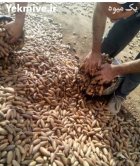 بلوط کوه های زاگرس با تناژ در خرم آباد در گروه خرید و فروش فندق در یکمیوه