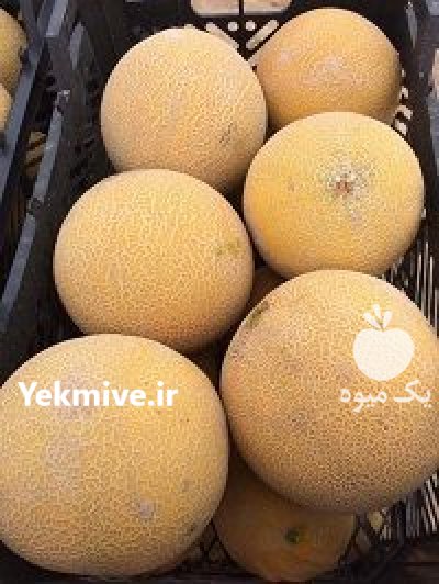 بذر ملون گالیا سمینیس در بدره در گروه خرید و فروش بذر ملون در یکمیوه -عکس1