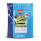 بذر کدو آتلانتا در آبش احمد در گروه خرید و فروش بذر کدو در یکمیوه