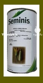 بذر کدو هیبرید کلاریتا در بیستون در گروه خرید و فروش بذر کدو در یکمیوه