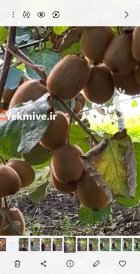 فروش کیوی صادراتی در چوبر در گروه خرید و فروش کیوی در یکمیوه